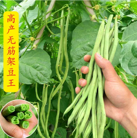 【YMHR】新鲜无筋豆架好豆王