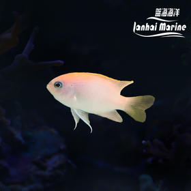 粉魔