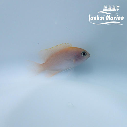 粉魔 商品图3