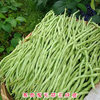 【YMHR】新鲜无筋豆架好豆王 商品缩略图1