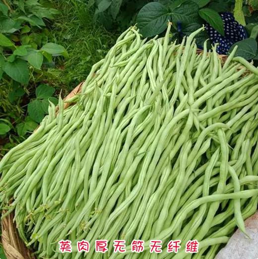 【YMHR】新鲜无筋豆架好豆王 商品图1