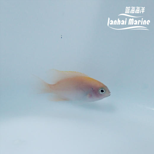 粉魔 商品图1