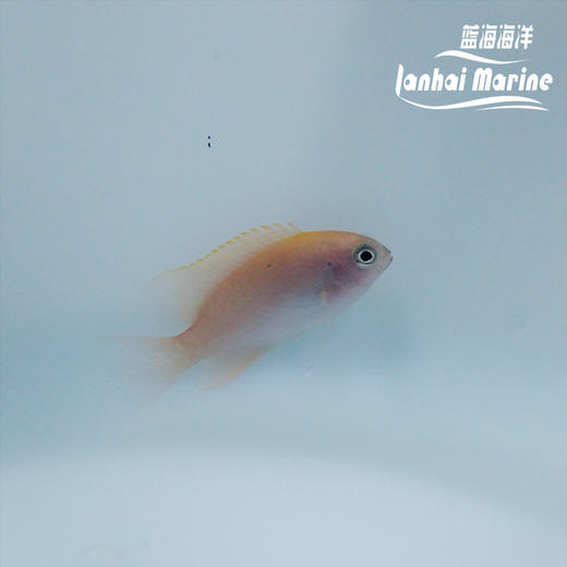 粉魔 商品图2
