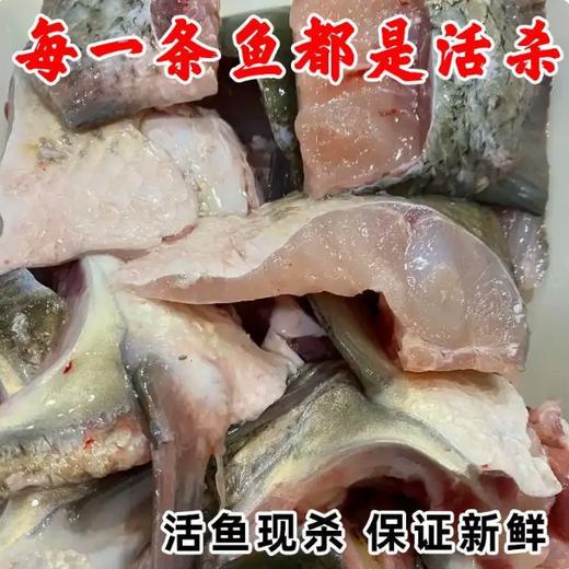 【YMHR】新鲜鲤鱼 鲤鱼切块 商品图2