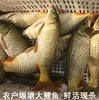 【YMHR】新鲜鲤鱼 鲤鱼切块 商品缩略图0