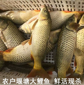 【YMHR】新鲜鲤鱼 鲤鱼切块