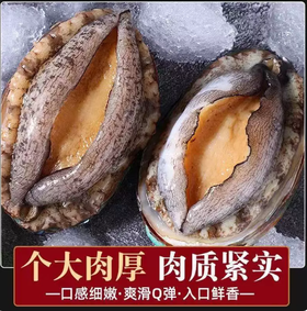 【YMHR】八头鲍鱼