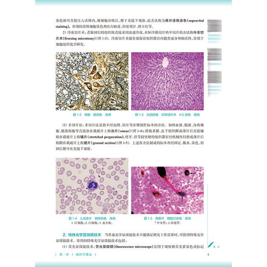 组织学与胚胎学 第5五版 何才姑 李健 十五五规划教材 全国高等学校中医药教育教材供中医学针灸推拿学等专业用 人民卫生出版社 商品图4