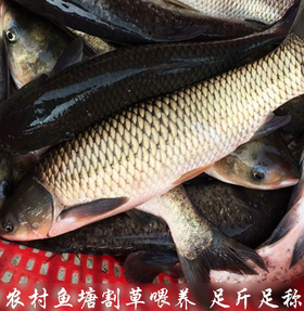 【YMHR】新鲜草鱼 草鱼切块