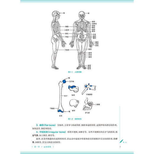 正常人体解剖学 第4四版 申国明 黎晖 十五五规划教材 全国高等学校中医药教育教材 供中医学 针灸推拿学等专业用 人民卫生出版社 商品图4