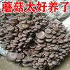 【YMHR】蘑菇 商品缩略图1