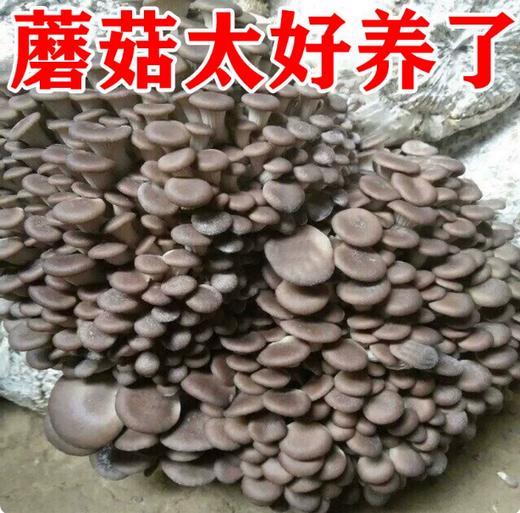 【YMHR】蘑菇 商品图1