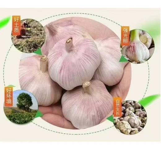 【QT】新鲜干大蒜（个头稍小） 商品图2