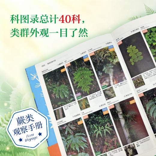 蕨类观察手册 416种本土蕨类 照片3000+ 新手实用入门 王云涯 著 商务印书馆 商品图3