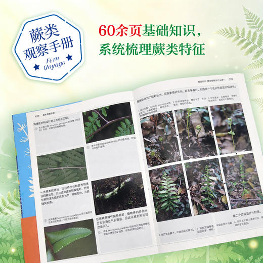 蕨类观察手册 416种本土蕨类 照片3000+ 新手实用入门 王云涯 著 商务印书馆 商品图1
