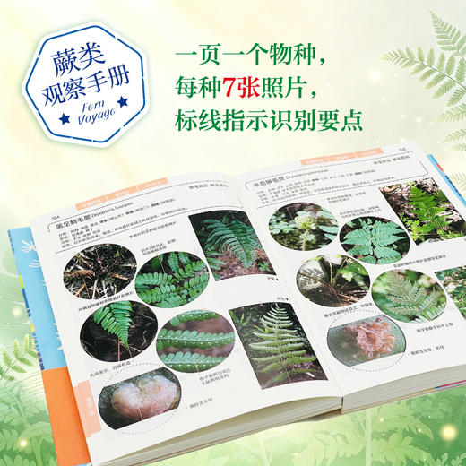 蕨类观察手册 416种本土蕨类 照片3000+ 新手实用入门 王云涯 著 商务印书馆 商品图2
