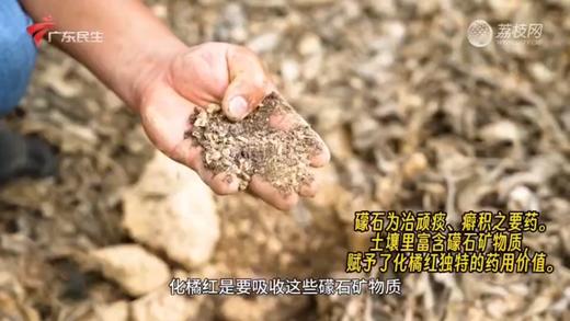 正金毛胎果化橘红 | 国家地理标志，正宗化橘红，中大教授苏薇薇团队监测认证 商品图4