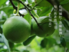 正金毛胎果化橘红 | 国家地理标志，正宗化橘红，中大教授苏薇薇团队监测认证 商品缩略图6