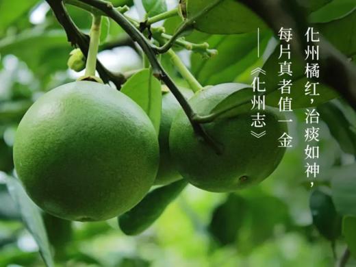 正金毛胎果化橘红 | 国家地理标志，正宗化橘红，中大教授苏薇薇团队监测认证 商品图6