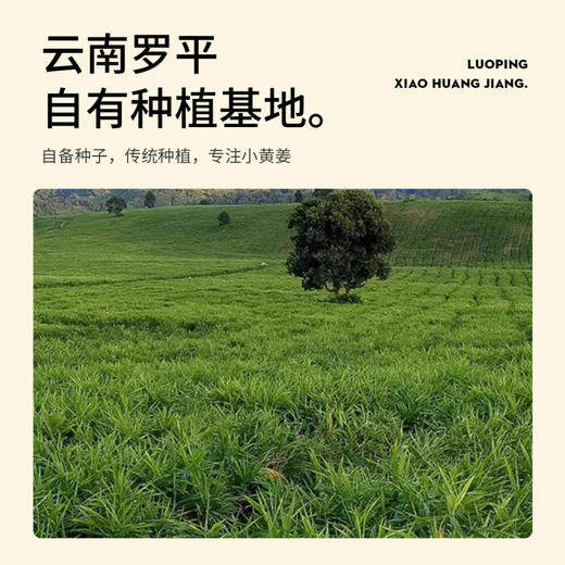 参姜丸250克云南罗平小黄姜熟姜丸红参姜粉制成原始点浓姜食用暖胃姜豆 商品图2