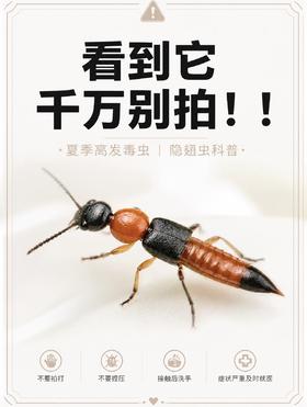 紧急提醒：遇见这种小虫，千万不要用手拍，毒液酸度堪比硫酸