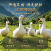鲜香透骨，好好吃！【江苏老字号】南京特色 白鹭 淳卤盐水鸭/淳卤酱鸭  肉质细嫩 咸香不齁 开袋及食 商品缩略图11