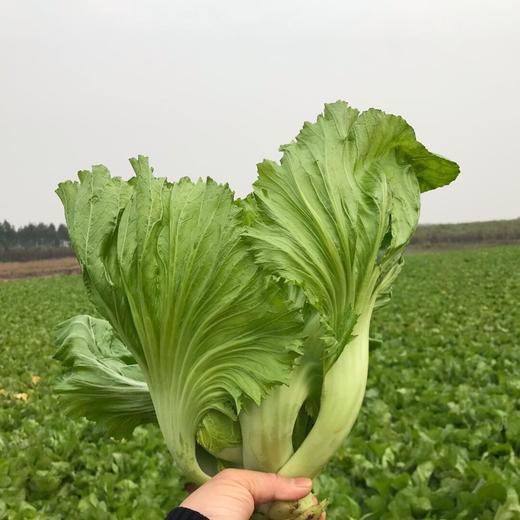 自然发酵 地道广西酸 | 廣府酱园 小缸酸菜 可以放心吃的酸菜 食材 320克*3袋/5袋 商品图8