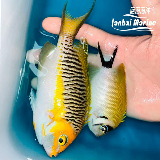 宿务眼镜燕 对装 商品图1