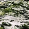 自然发酵 地道广西酸 | 廣府酱园 小缸酸菜 可以放心吃的酸菜 食材 320克*3袋/5袋 商品缩略图6