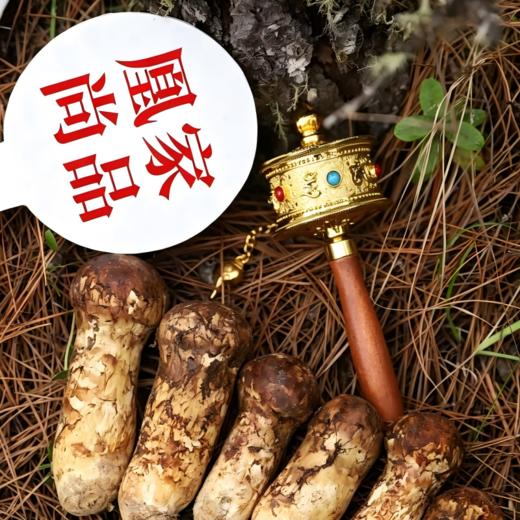 【凤凰网溯源一级鲜松茸 顺丰冷链空运】云南香格里拉野生松茸  海拔3000米以上 全程严选 新鲜采摘 香味馥郁 商品图1