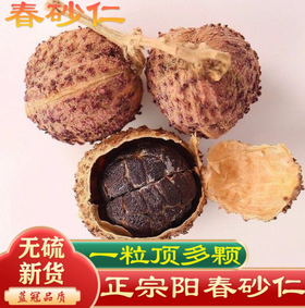 【YMHR】调味 砂仁