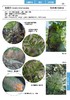 蕨类观察手册 416种本土蕨类 照片3000+ 新手实用入门 王云涯 著 商务印书馆 商品缩略图11