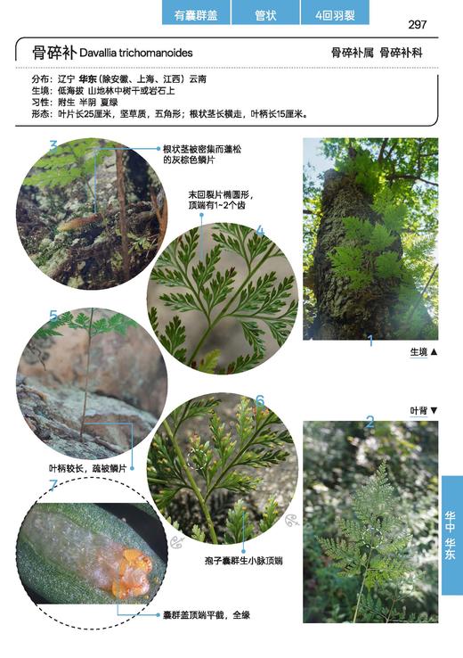 蕨类观察手册 416种本土蕨类 照片3000+ 新手实用入门 王云涯 著 商务印书馆 商品图11