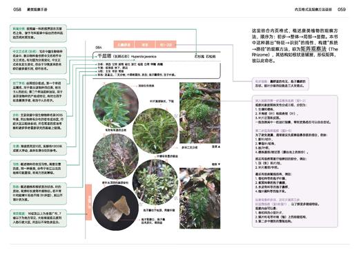 蕨类观察手册 416种本土蕨类 照片3000+ 新手实用入门 王云涯 著 商务印书馆 商品图9