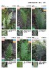 蕨类观察手册 416种本土蕨类 照片3000+ 新手实用入门 王云涯 著 商务印书馆 商品缩略图8
