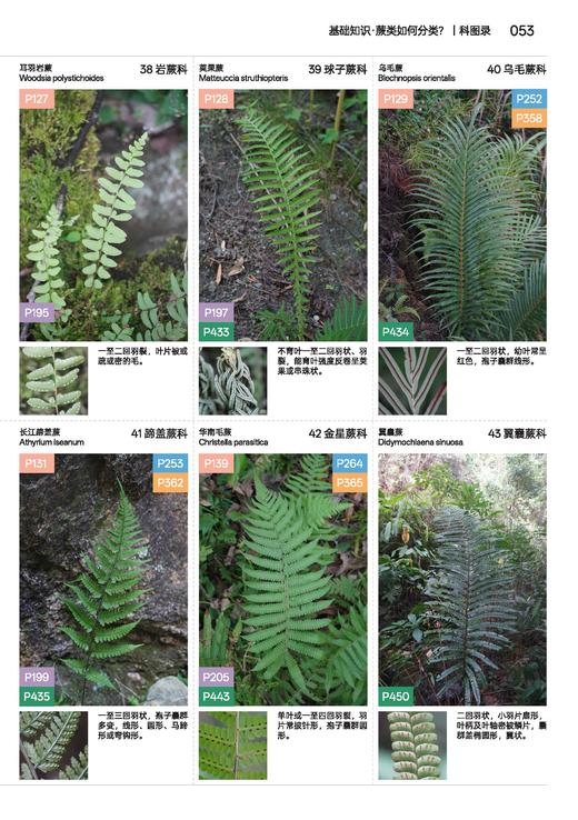 蕨类观察手册 416种本土蕨类 照片3000+ 新手实用入门 王云涯 著 商务印书馆 商品图8