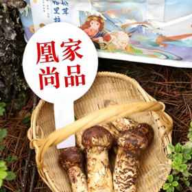 【凤凰网溯源一级鲜松茸 顺丰冷链空运】云南香格里拉野生松茸  海拔3000米以上 全程严选 新鲜采摘 香味馥郁