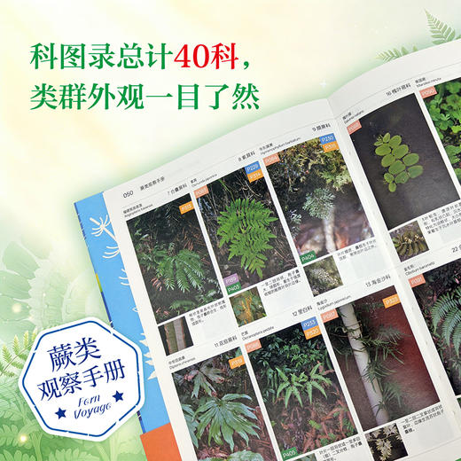 蕨类观察手册 416种本土蕨类 照片3000+ 新手实用入门 王云涯 著 商务印书馆 商品图3
