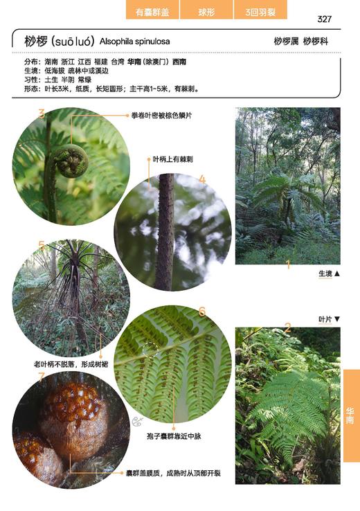 蕨类观察手册 416种本土蕨类 照片3000+ 新手实用入门 王云涯 著 商务印书馆 商品图12