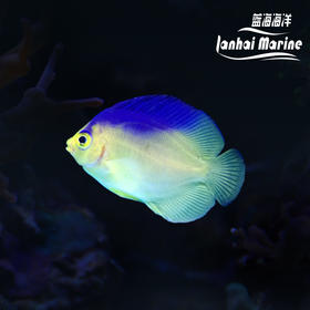 人工紫背仙