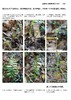蕨类观察手册 416种本土蕨类 照片3000+ 新手实用入门 王云涯 著 商务印书馆 商品缩略图7