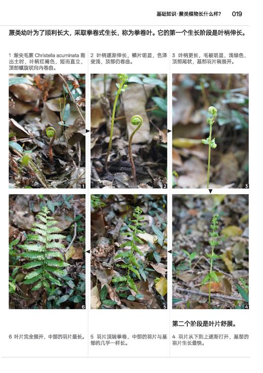 蕨类观察手册 416种本土蕨类 照片3000+ 新手实用入门 王云涯 著 商务印书馆 商品图7