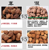 【YMHR】调味 砂仁 商品缩略图2