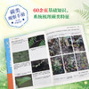 蕨类观察手册 416种本土蕨类 照片3000+ 新手实用入门 王云涯 著 商务印书馆 商品缩略图1