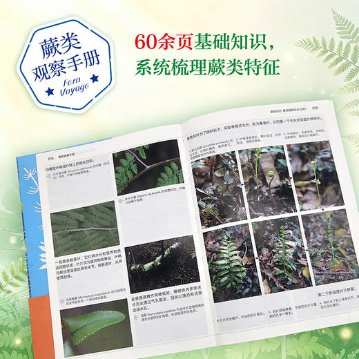 蕨类观察手册 416种本土蕨类 照片3000+ 新手实用入门 王云涯 著 商务印书馆 商品图1