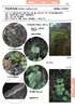 蕨类观察手册 416种本土蕨类 照片3000+ 新手实用入门 王云涯 著 商务印书馆 商品缩略图10