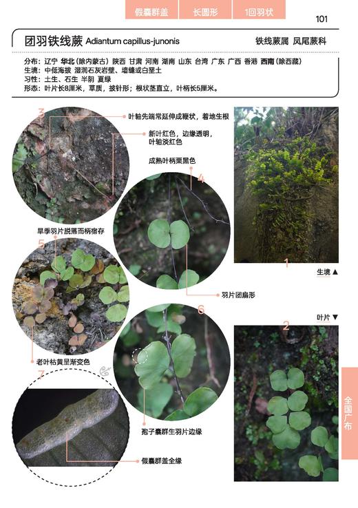 蕨类观察手册 416种本土蕨类 照片3000+ 新手实用入门 王云涯 著 商务印书馆 商品图10