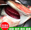 【YMHR】现切胖鱼头 商品缩略图3