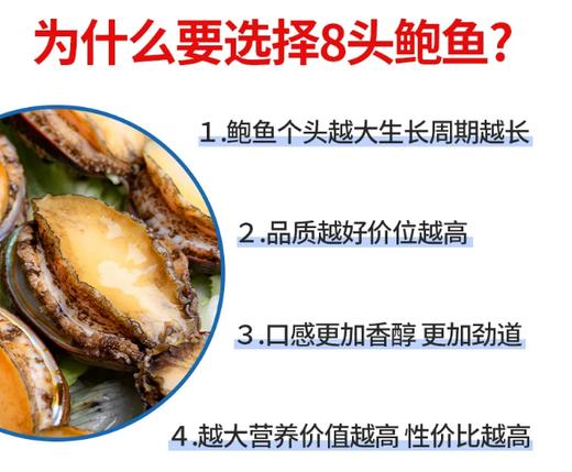 【YMHR】八头鲍鱼 商品图4