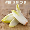 【YMHR】玉兰菜 商品缩略图2
